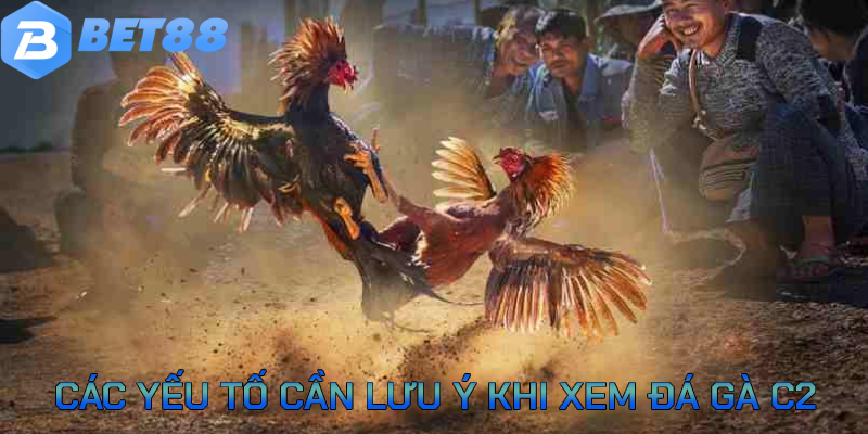 Các yếu tố phải lưu ý khi xem đá gà C2