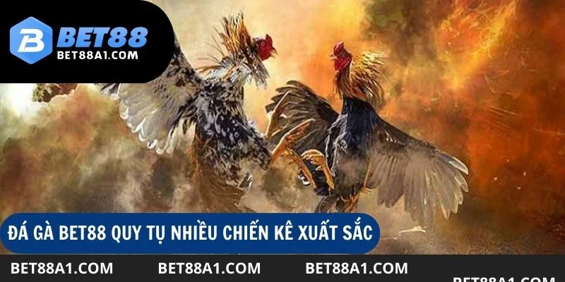 Đá gà Bet88 là nơi quy tụ hàng triệu thần kê xuất sắc